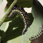 Plain Tiger Caterpillar and Butterfly