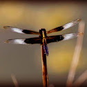 Widow Skimmer