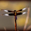 Widow Skimmer