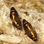 Orange Crescent
