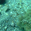 Yellowline Arrow Crab