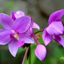 Philippine Ground Orchid