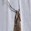 moth