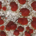 Caloplaca crenularia