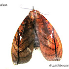 Fruit pierching moth