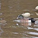American Wigeon