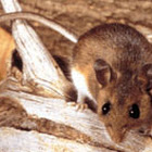 California Deer Mouse