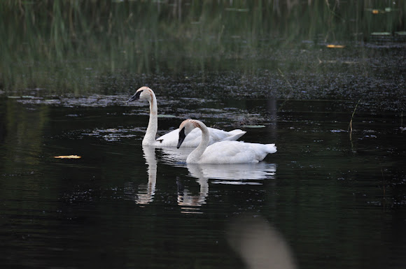 Spotting Image 1
