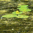Water rose