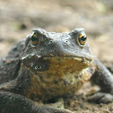 Common toad