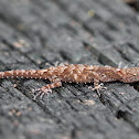 Dwarf Gecko