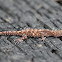 Dwarf Gecko