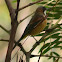 Eastern Spinebill