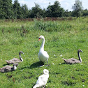 Mute Swan
