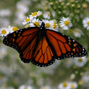 Monarch Butterfly