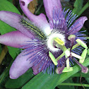 Passion flower