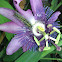 Passion flower