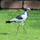 Blacksmith Plover (Blacksmith Lapwing)