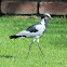 Blacksmith Plover (Blacksmith Lapwing)