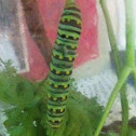Eastern Tiger Swallowtail
