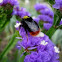 Bumblebee