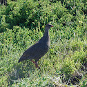 Cape spurfowl or Cape Francolin