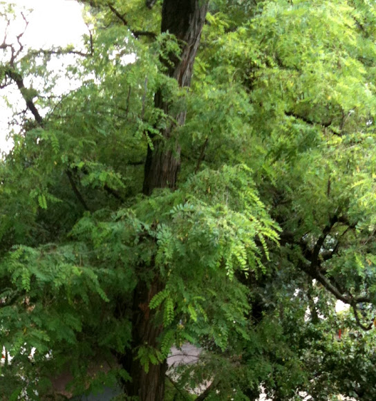 Spotting Image 1