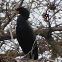 Double-crested cormorant
