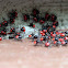 spined soldier bug