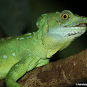 Plumed basilisk