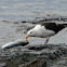 Great Black-backed Gull