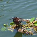 green heron