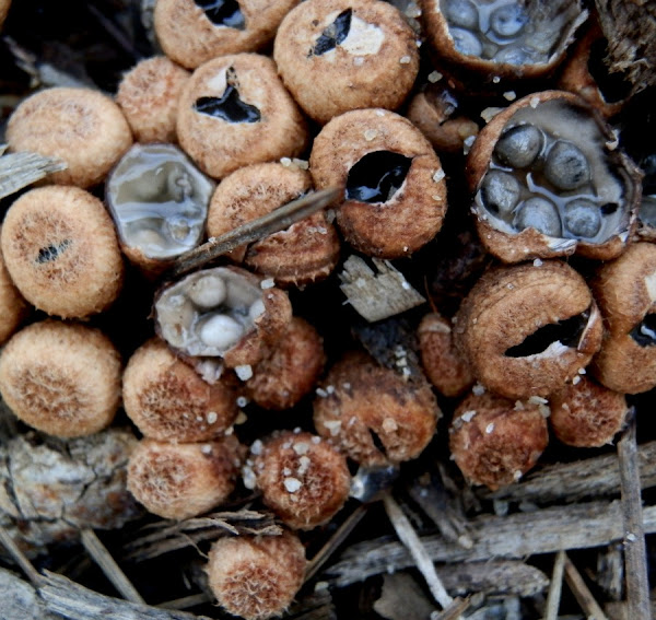 Field Bird's Nest Fungus Project Noah