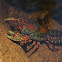 crayfish