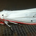 Red Costate Tiger Moth