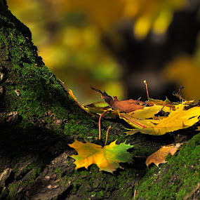 autumn by Gabriel Catalin - Nature Up Close Flowers