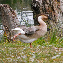 Domestic Brown Chinese Goose