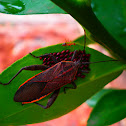 Stink bug.