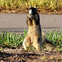 Fox Squirrel