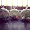 Air Plant