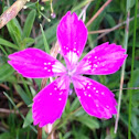 Depford pink