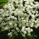 Elderberry bush