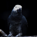 loro gris africano