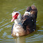 Domestic Muscovy