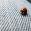 Seven-spot ladybird