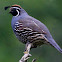 California Quail