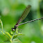 American Rubyspot Damselfly (male)