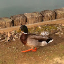 Mallard