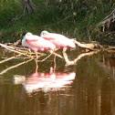 Roseate Spoonbill