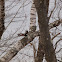 Pileated Woodpecker